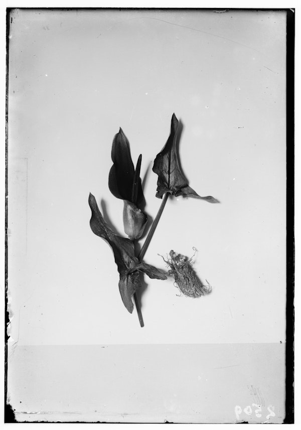 Photograph of Palestinian wildflower